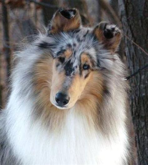 Blue Merle Smooth Collie Puppy