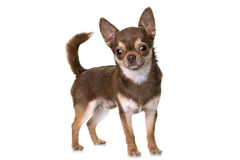 Chihuahua Dog Breed Information