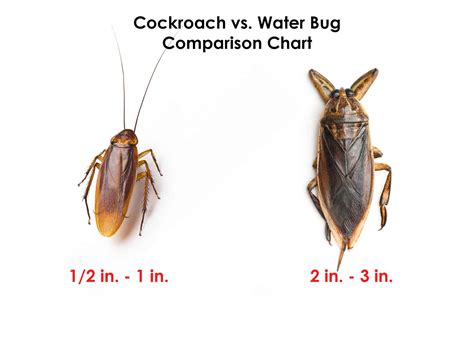 Is It a Water Bug or a Cockroach? - How To Pest