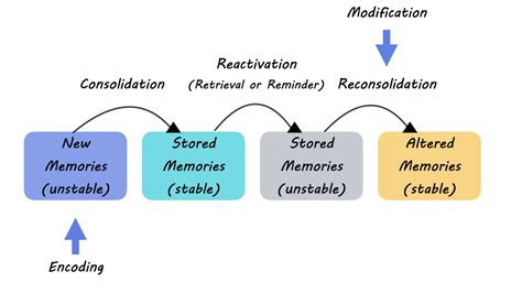 A Better Understanding of Memory Formation and Storage — BrainPost ...