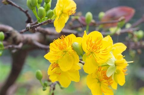 Apricot Blossom Flower Tet - Free photo on Pixabay - Pixabay