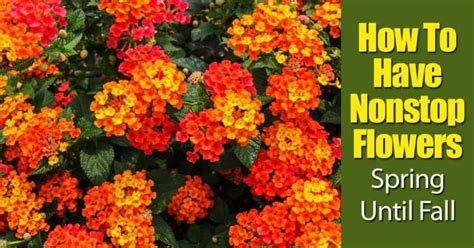 Lantana Plant - How To Grow and Care For Lantana Bush, Trees [GUIDE] Growing Tomatoes Indoors ...