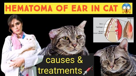 cat ear hematoma causes - Brandie Keane