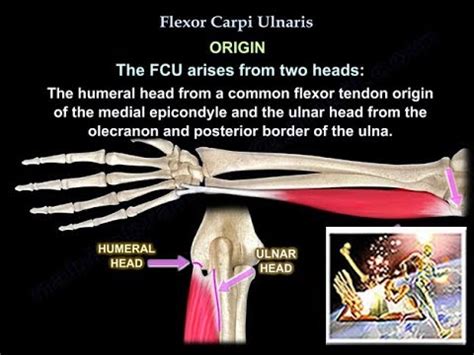 Flexor Carpi Ulnaris - Everything You Need To Know - Dr. Nabil Ebraheim - YouTube