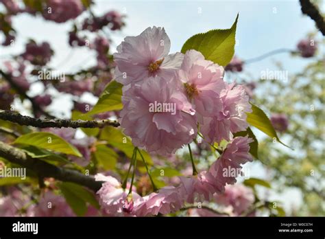 Japanese cherry blossoms Kyushu cherry blossoms Stock Photo - Alamy