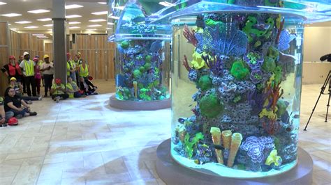 283 fish added to Scheels' 16,000-gal saltwater aquarium