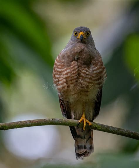 Roadside Hawk in Costa Rica Stock Image - Image of florida, birds ...