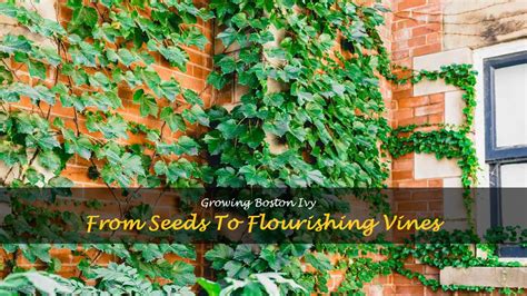 Growing Boston Ivy: From Seeds To Flourishing Vines | ShunCy