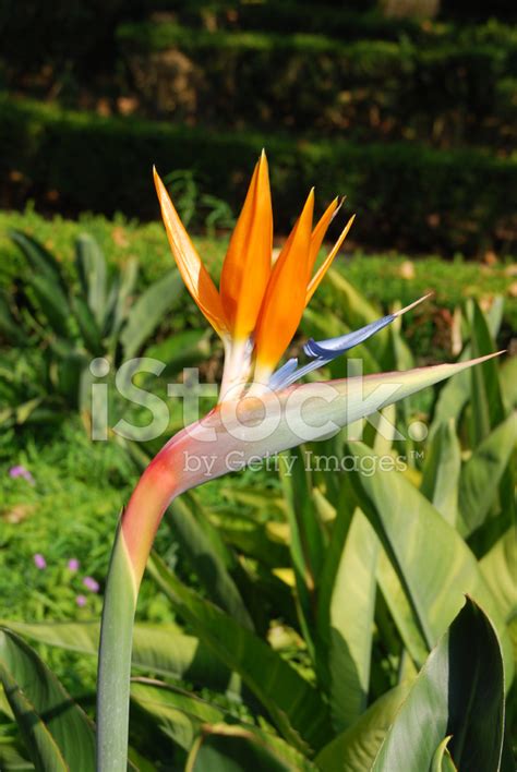 Beautiful Strelitzia Flower Stock Photo | Royalty-Free | FreeImages