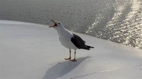 Seagull laughing - YouTube