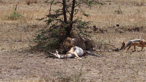 Male Cheetah eating Thomson's Gazelle - YouTube