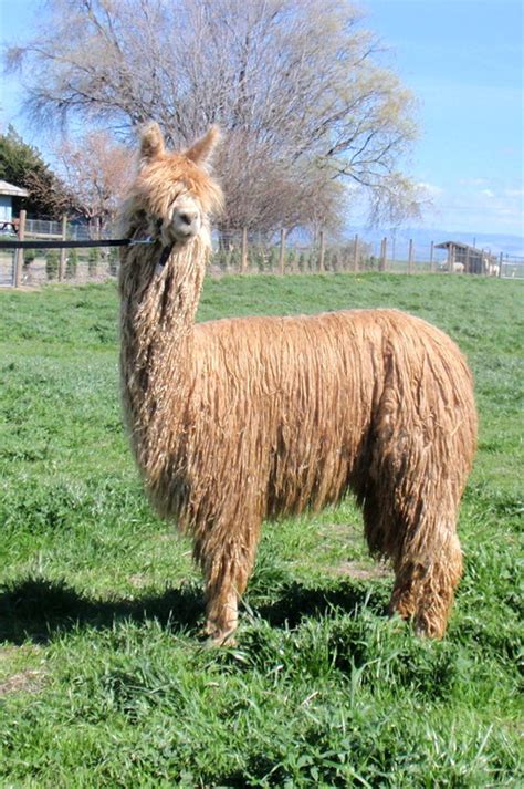 Openherd: Seed Stock Suri Alpacas is Suri Alpacas located in The Dalles, OR owned by Donna ...