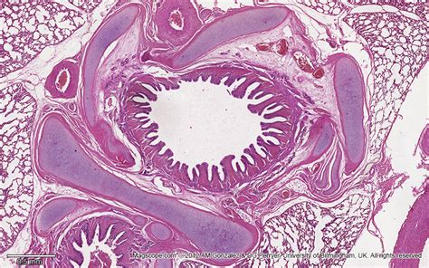 . Histology Slide Download. Magscope.com