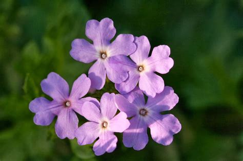 Native Florida Wildflowers: Tampa Verbena - Glandularia tampensis