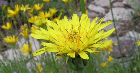 Montana Wildlife Gardener: Native plant photo contest: one of my ...