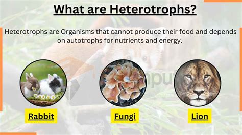 Heterotrophs Definition, Types Examples, 42% OFF