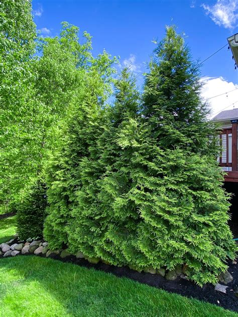 Fast Growing Privacy Trees & Tips For Planting Evergreens