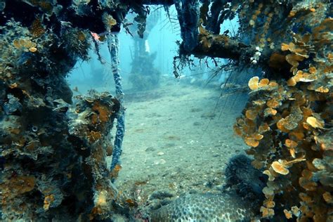 Dive Guide Utila: 3 Magical Dive Sites You Need To Be Diving