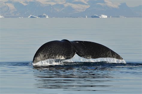 Learn About the 14 Baleen Whale Species