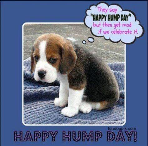 hump day meme - Google Search | Hump day images, Hump day quotes funny, Happy hump day meme