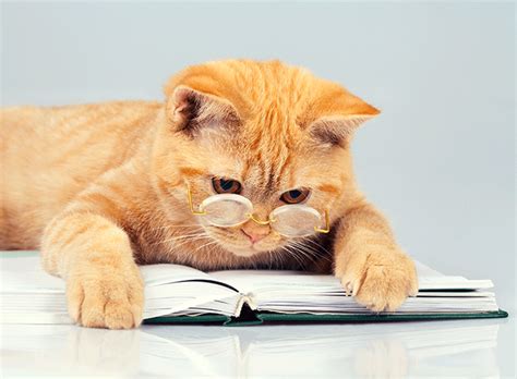 15 Great Books About Animals - PetSecure