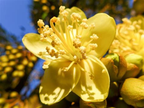 Durian Flower on the Tree at Thailand Stock Image - Image of tree, durian: 247810835