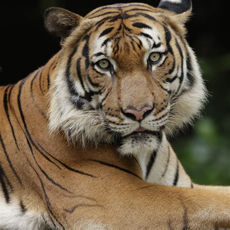 Malayan Tiger - Singapore Zoo