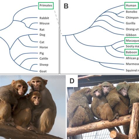 Functional characterization of primate engineered heart muscle (EHM ...