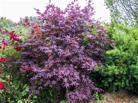 Purple Ghost Japanese Maple | Bonsai Care Sheet