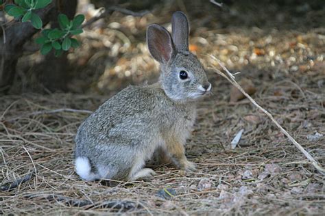 Top Native Georgia Animals