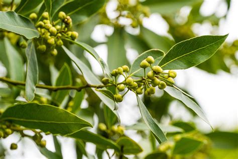 How to Grow and Care for a Bay Leaf Plant