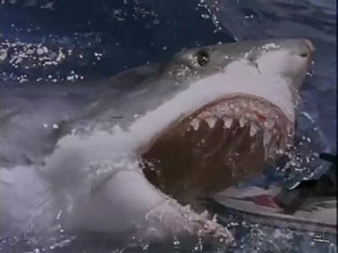 Shark Attack 3: Megalodon (2002) - Cult Celebrities