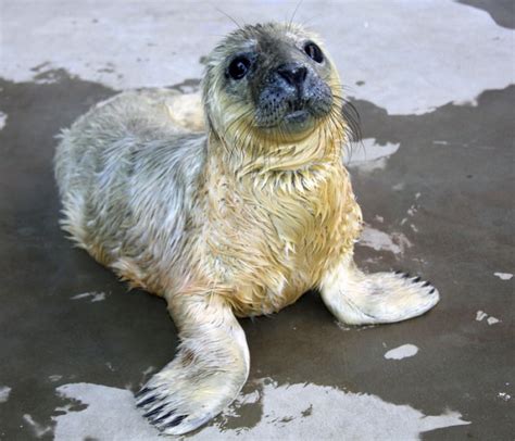 Smithsonian Insider – Gray seal pup born | Smithsonian Insider