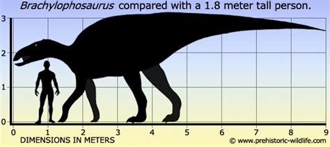 Brachylophosaurus Pictures & Facts - The Dinosaur Database