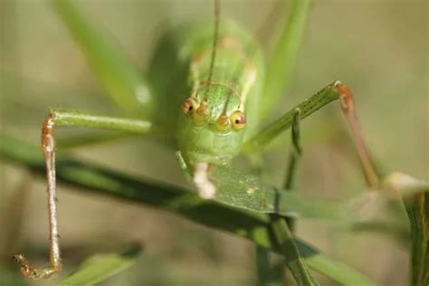 South african grasshopper Stock Photos, Royalty Free South african grasshopper Images ...