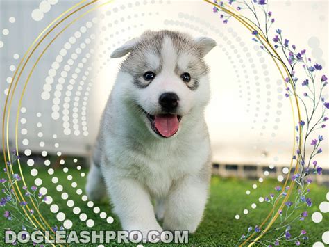 Mini Husky Puppies | atelier-yuwa.ciao.jp