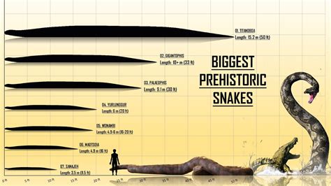 Titanoboa Size Comparison