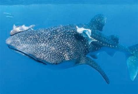 Beaches, Island Parties & Whale Sharks: Utila, Honduras | Backpacker Boy