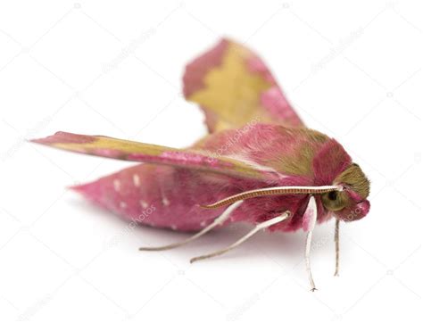 Elephant Hawk, moth, Deilephila elpenor, against white background Stock Photo by ©lifeonwhite ...