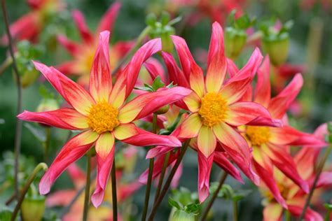 10 Types Of Dahlia Bulbs - A-Z Animals