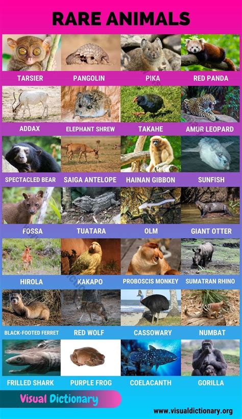 Forest Animals List North America