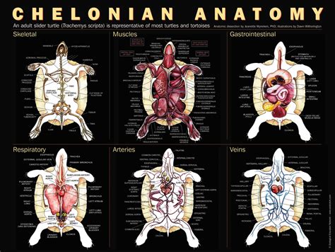 Anatomy Of A Turtle Diagram