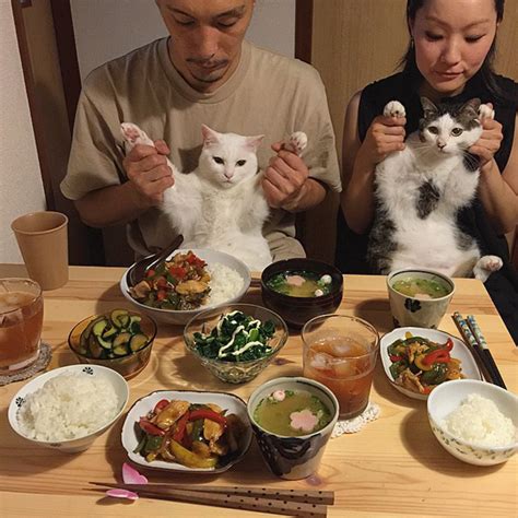 Japanese Couple Captures Every Time Their Cats Watch Them Eat | Bored Panda