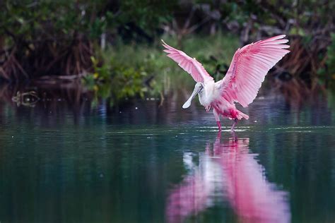 Invasive Species In The Florida Everglades - WorldAtlas