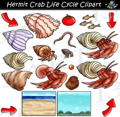 Hermit Crab Life Cycle Clipart Set Download - Clipart 4 School