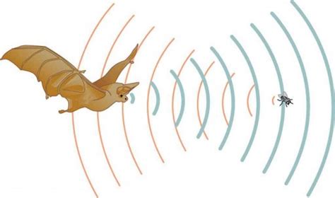 Speed of Sound, Frequency, and Wavelength | Physics | | Course Hero