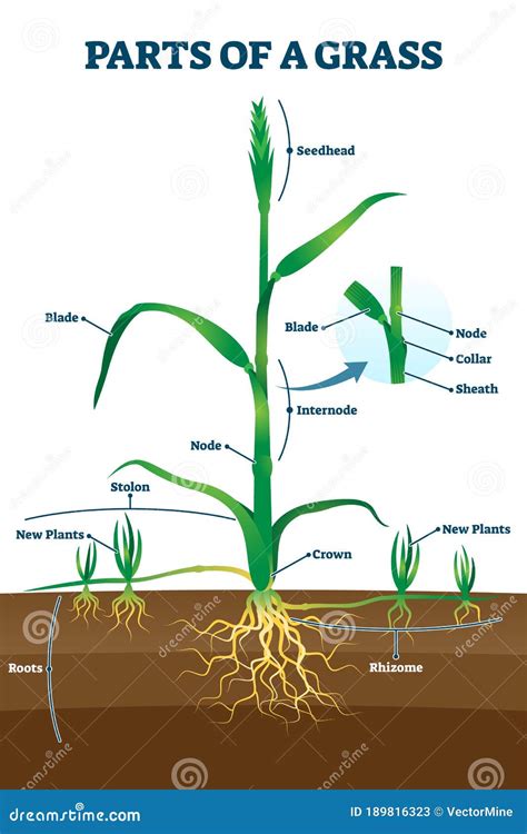 Structure Of Grass Inflorescence Spikelet Cartoon Vector | CartoonDealer.com #146723219