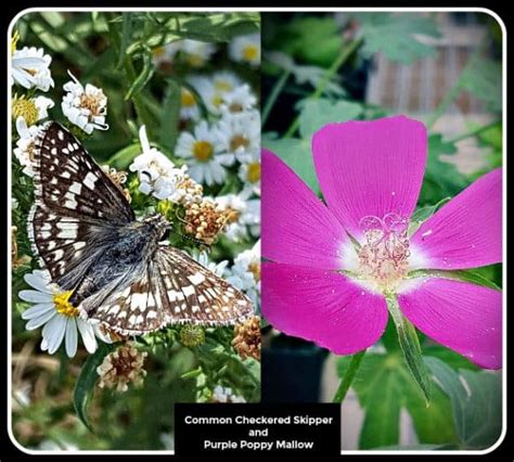 15 Host Plants for Butterflies - Grimm's Gardens