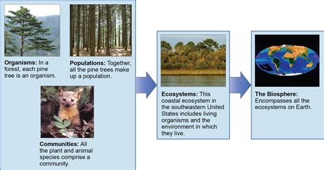 The Scope of Ecology | OpenStax Biology 2e