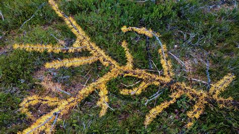 Best Hikes to see Golden Larches in the Fall | Zen Travellers